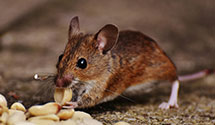 24 Hour & Emergency Exterminators in Co Dept Of Revenue, CO